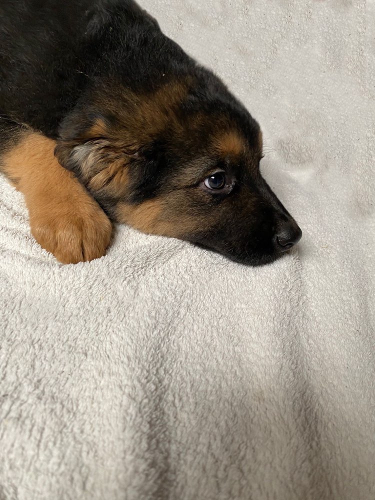 Hundetreffen-Spieltreffen gesucht-Profilbild