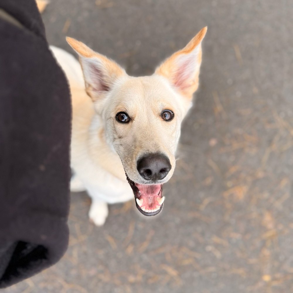 Hundetreffen-Gassi-, Spiel- und Trainingspartner gesucht!-Profilbild