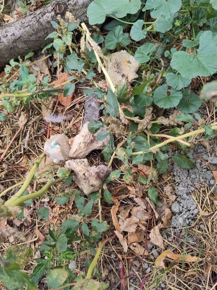 Giftköder-Schimmliges Fleisch-Profilbild