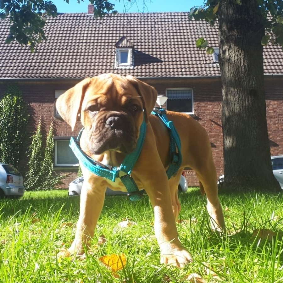 Hundetreffen-Ich Suche Spiel kameraden Nähe Krefeld Linn-Profilbild