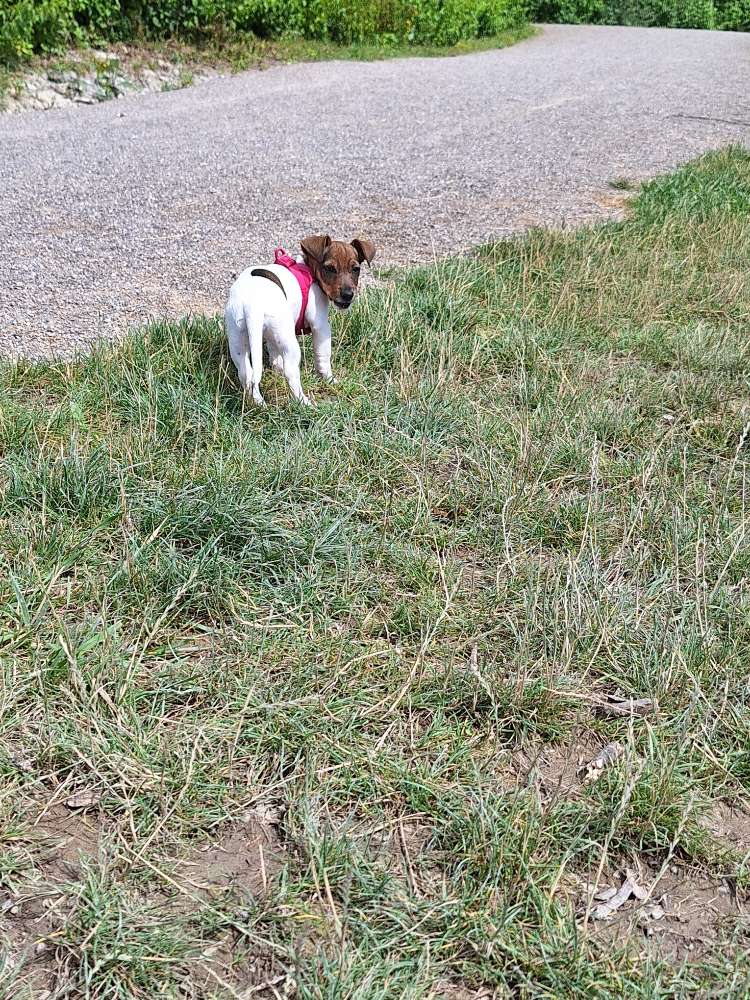 Hundetreffen-Hundewiese Treffen-Profilbild