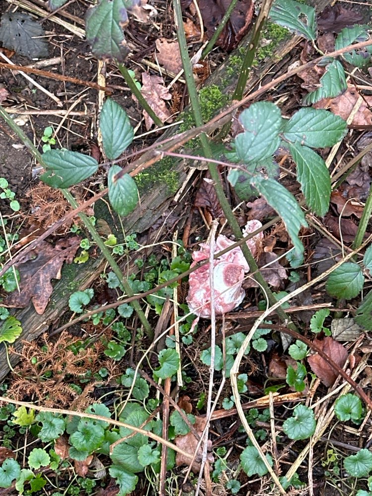 Giftköder-Fleischköder-Profilbild