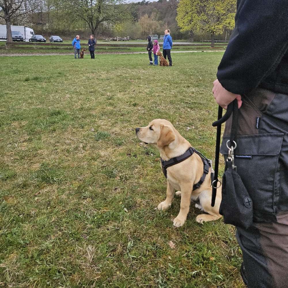 Hundetreffen-Spiel- und Gassitreffen für Buddy-Profilbild