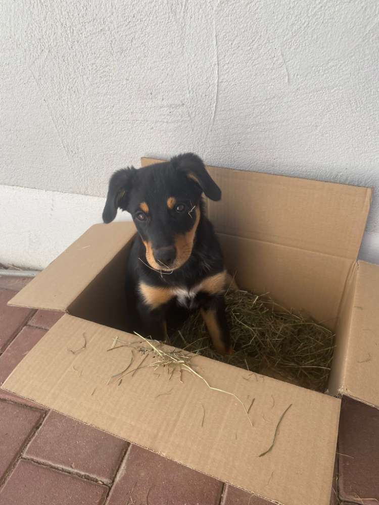 Hundetreffen-Welpentreffen-Profilbild