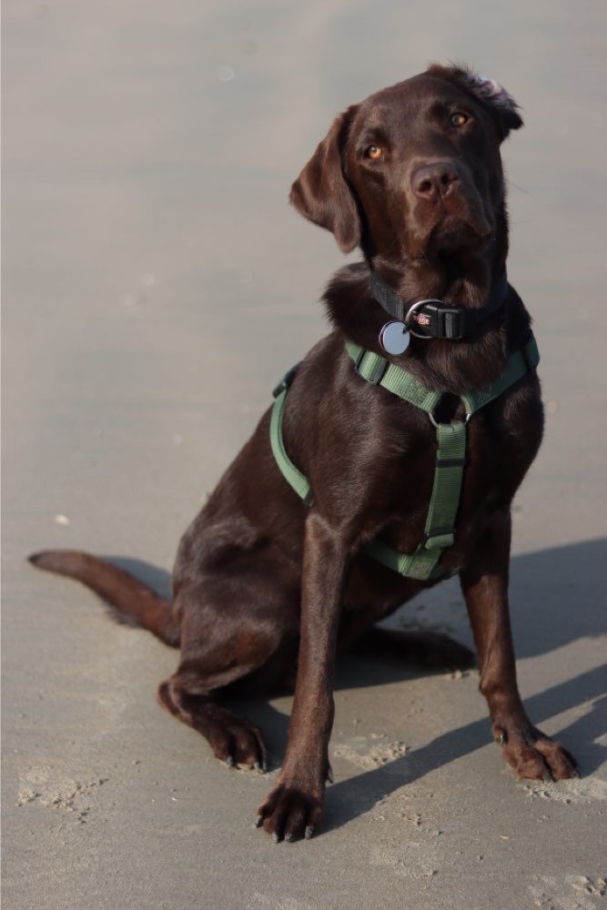 Hundetreffen-Trainings- und Spielpartner gesucht-Profilbild