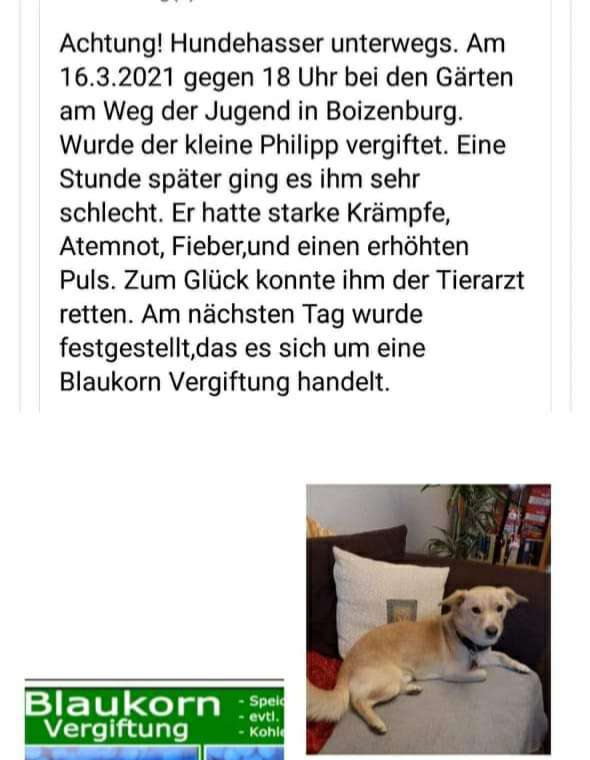 Giftköder-Vergifteter Hund-Profilbild