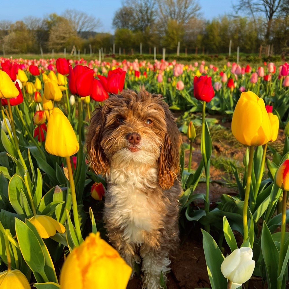 Hundetreffen-Spielen oder spazieren-Profilbild