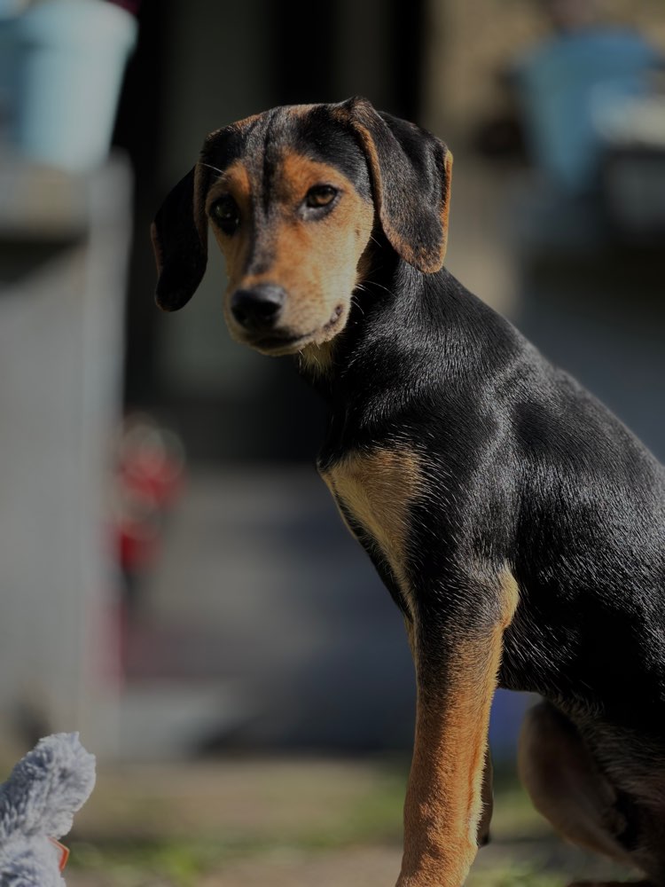 Hundetreffen-Hunde Treff-Profilbild