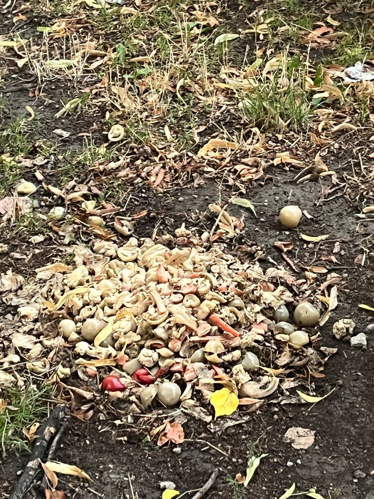 Giftköder-Eventuell Giftköder-Profilbild