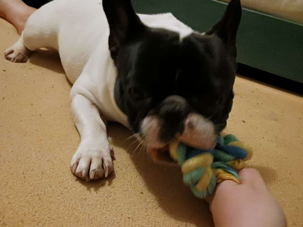 Hundetreffen-Lockere Gassirunde zum Kennenlernen für Spielrunde-Profilbild