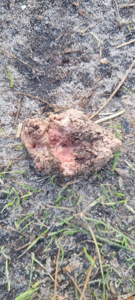 Giftköder-Giftköder-Profilbild