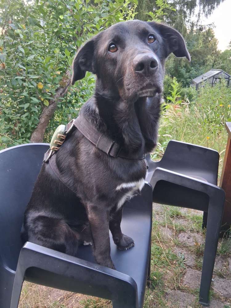 Hundetreffen-🐾 Hundefreunde für langfristigen Hundekontakt gesucht 🐾-Profilbild