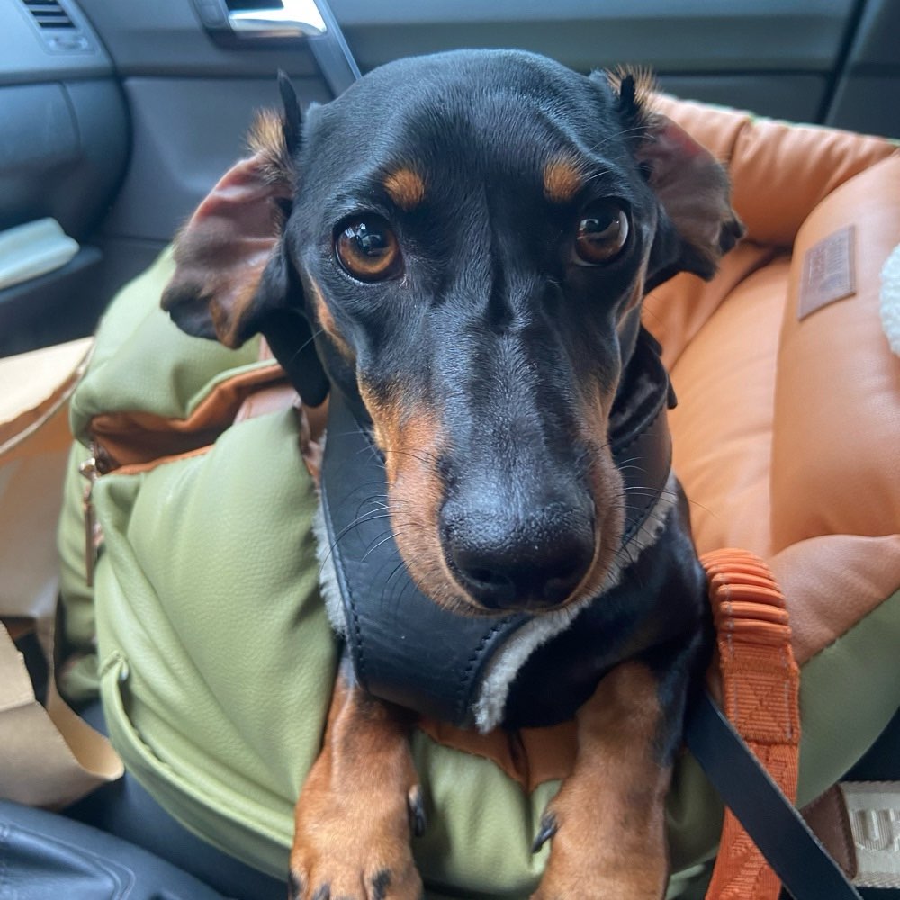 Hundetreffen-Spieltreffen Hundewiese PS (gerne Dackel :))-Profilbild