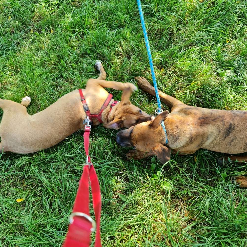 Hundetreffen-Junghund Spaziergänge zur Sozialisierung in Hilden / Langenfeld-Profilbild