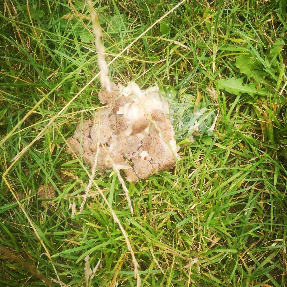 Giftköder-Futterköder-Profilbild