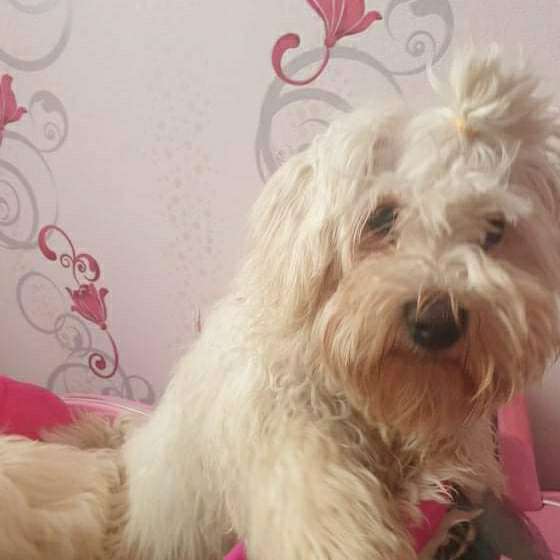 Hundetreffen-Ich bin ein acht Monate alter Junge bichon-Profilbild