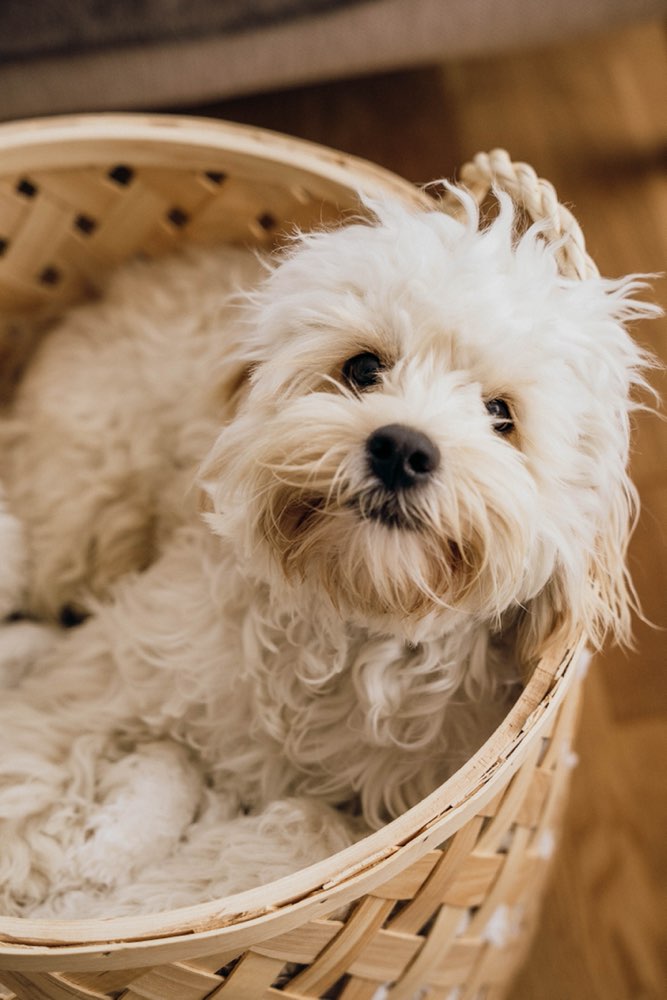 Hundetreffen-Cockapoo- / Doodletreffen in Dortmund-Profilbild