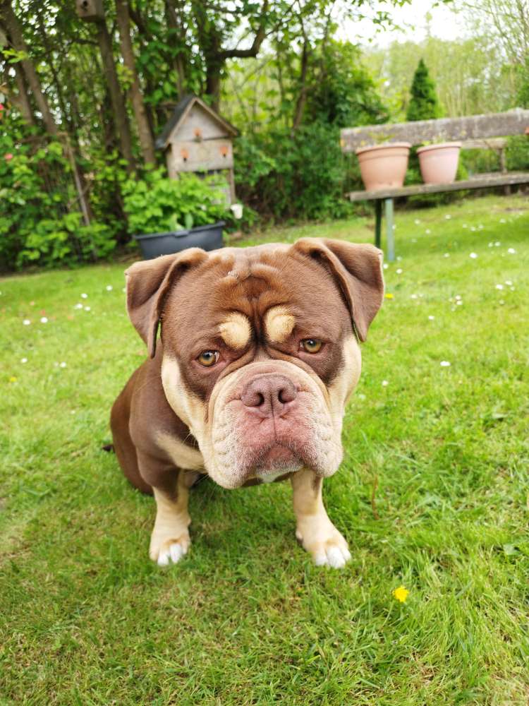 Hundetreffen-Spielpartner gesucht-Profilbild