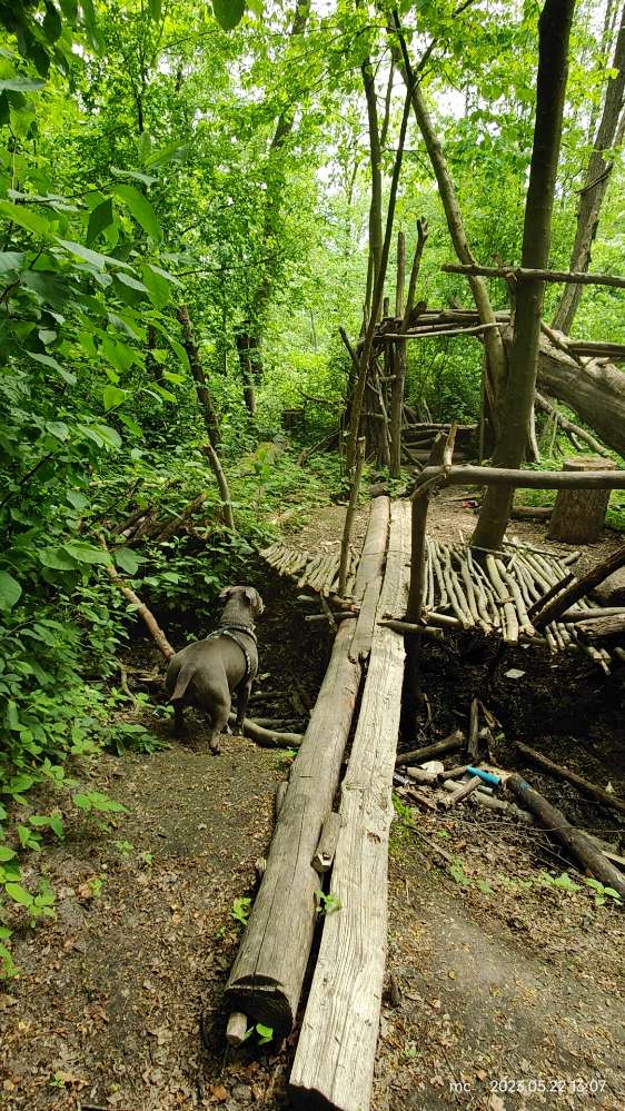 Hundetreffen-Date mit dir! Minnie treffen kann jeder! Wir suchen dich-Profilbild