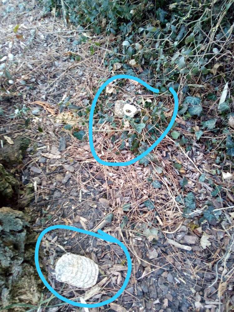 Giftköder-Giftköder-Profilbild