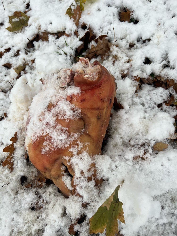 Giftköder-Abgetrennter Schweinekopf-Profilbild