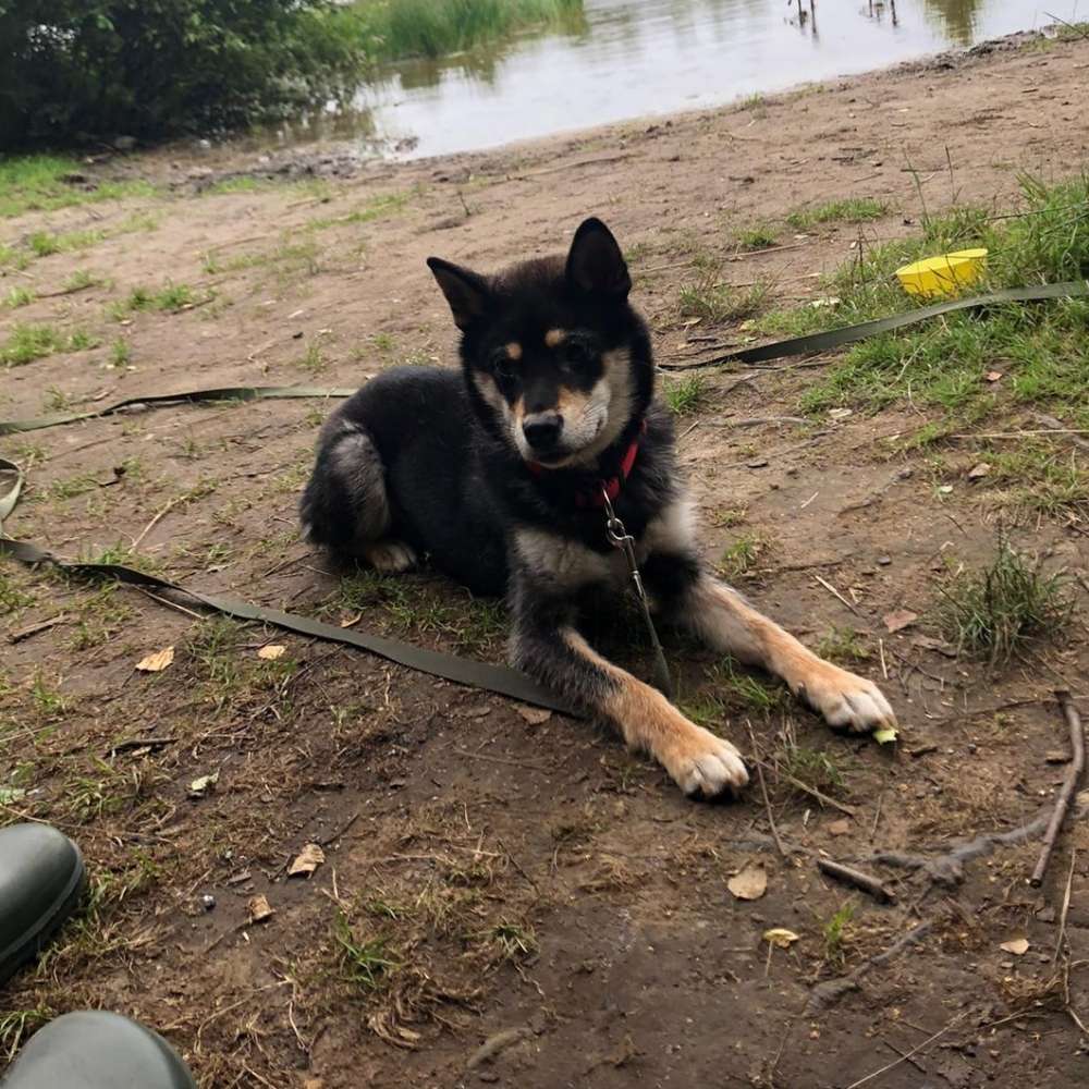 Hundetreffen-Spiel und Spaß rund um Ottendorf-Okrilla-Profilbild