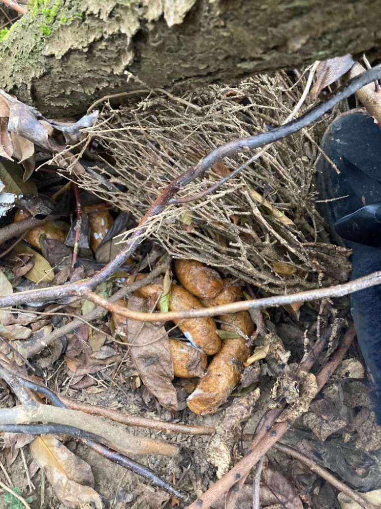 Giftköder-Evtl. Giftköder-Profilbild