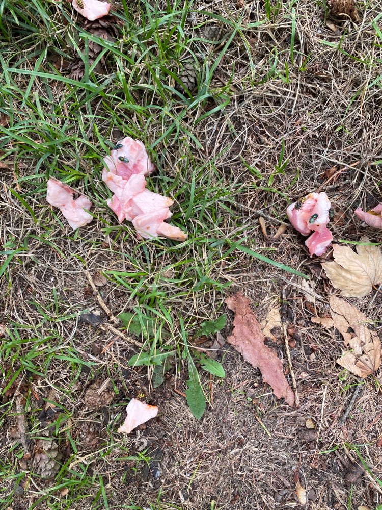 Giftköder-Bauchscheibenstückchen-Profilbild