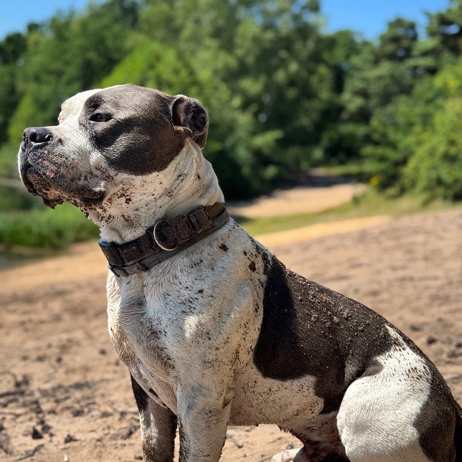 Hundetreffen-Zusammen laufen?-Profilbild