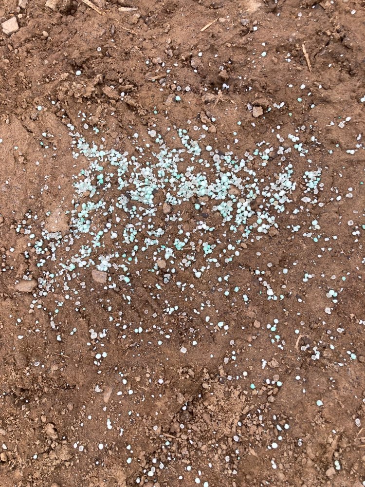 Giftköder-Blaues Korn auf dem Weg-Profilbild