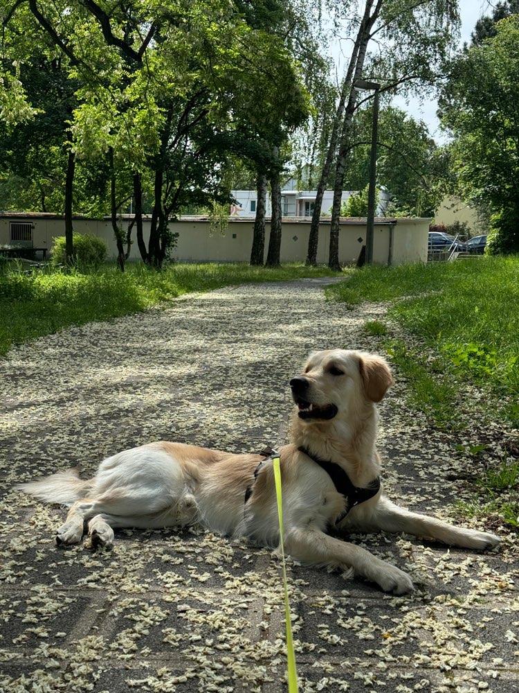 Hundetreffen-Social walk/Training-Profilbild