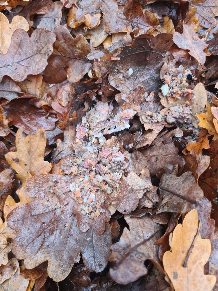 Giftköder-Giftköder o. ä. Im Wald am Flugplatz-Profilbild