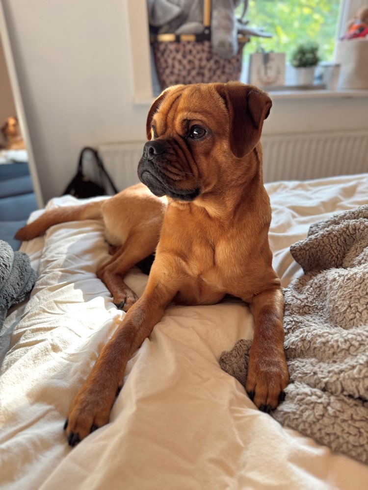Hundetreffen-Gemeinsame Gassi & Spielrunden🐾🐶-Profilbild