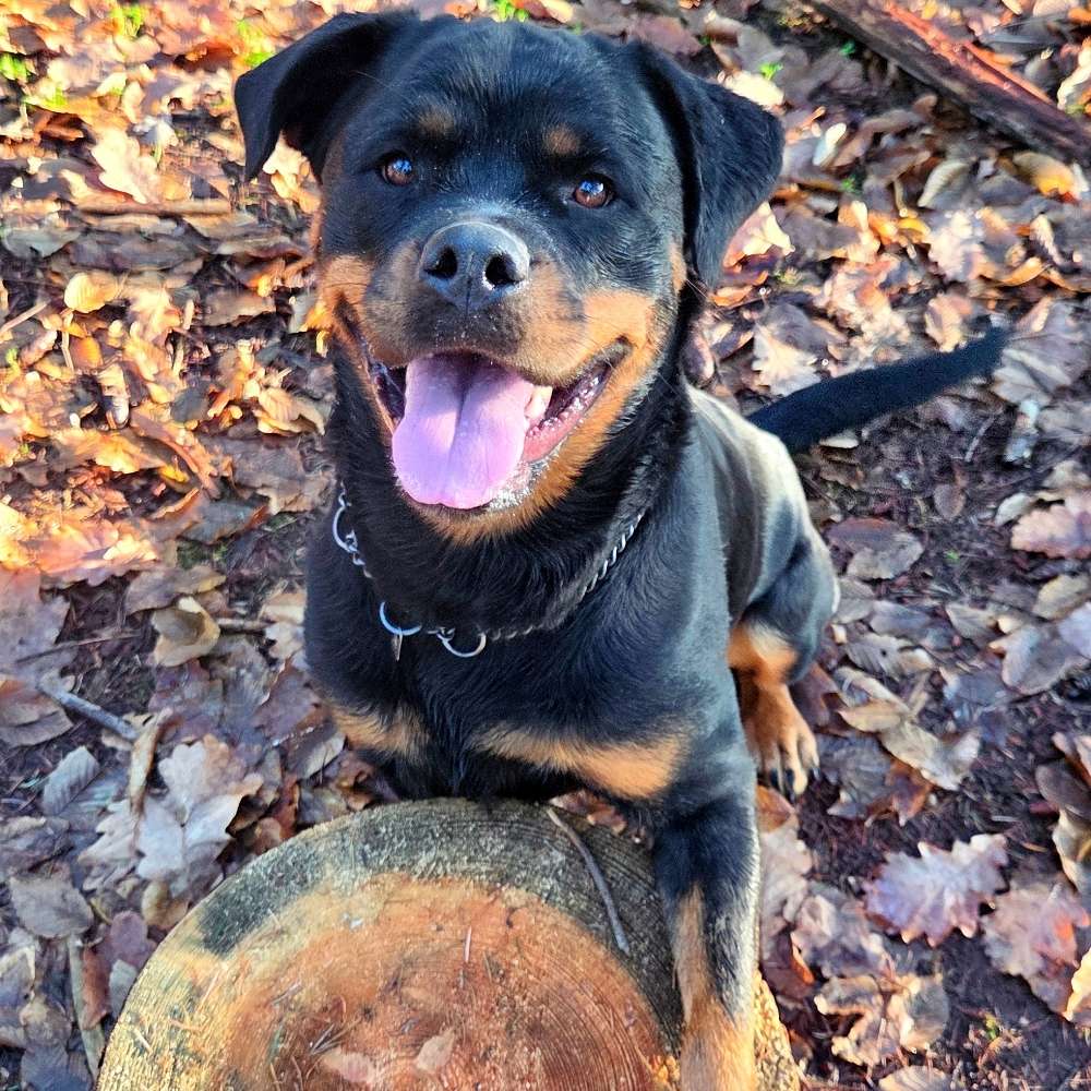 Hundetreffen-Spielfreunde gesucht🥰-Profilbild