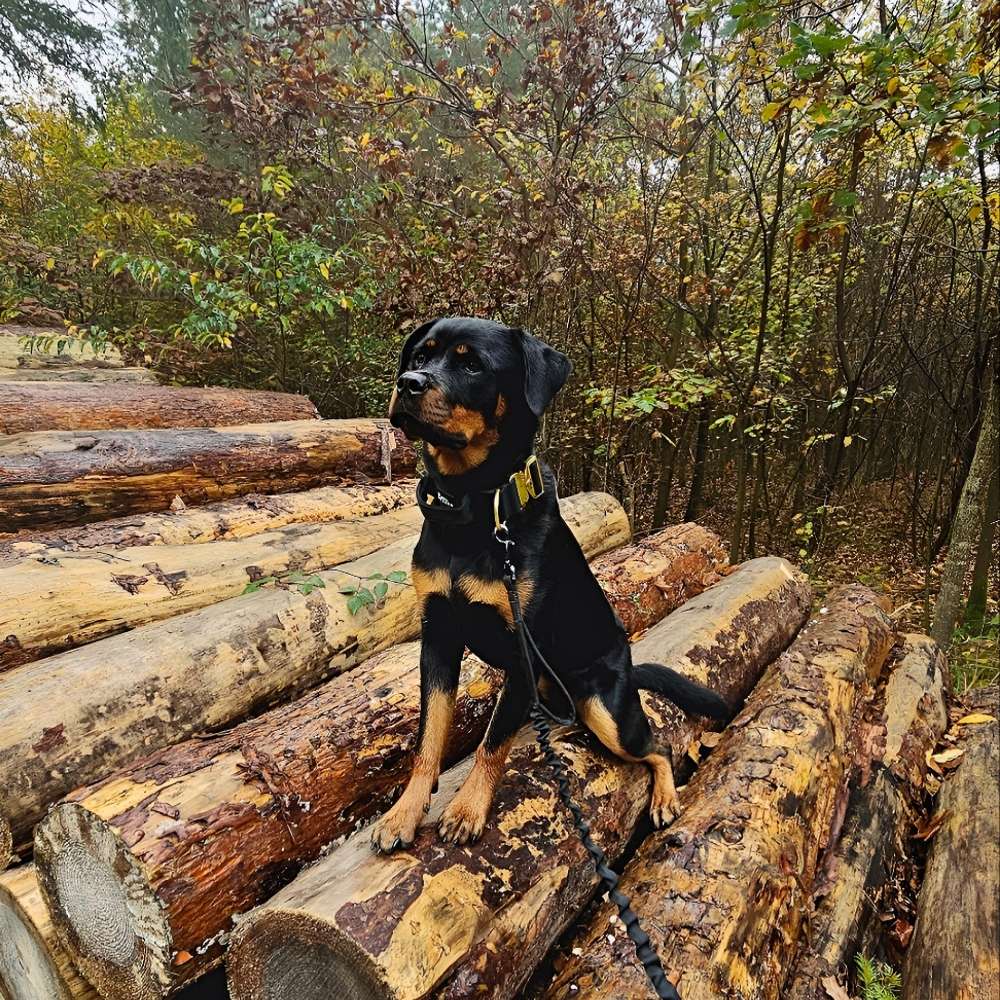 Hundetreffen-Spielfreunde gesucht🥰-Profilbild