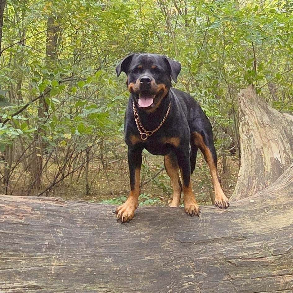 Hundetreffen-Spielfreunde gesucht🥰-Profilbild