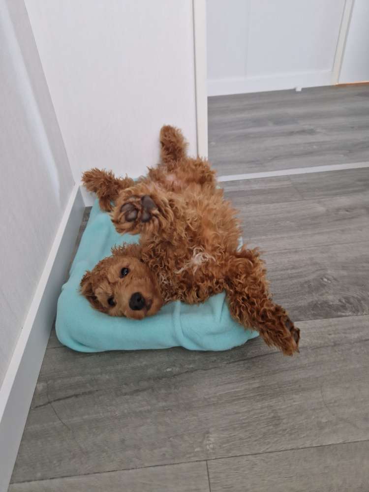 Hundetreffen-Teddy sucht Freunde-Profilbild