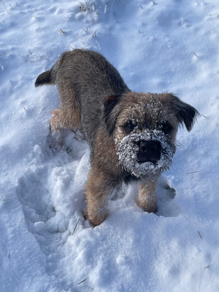 Hundetreffen-Suche Spielpartner für den frechen Terrier-Profilbild