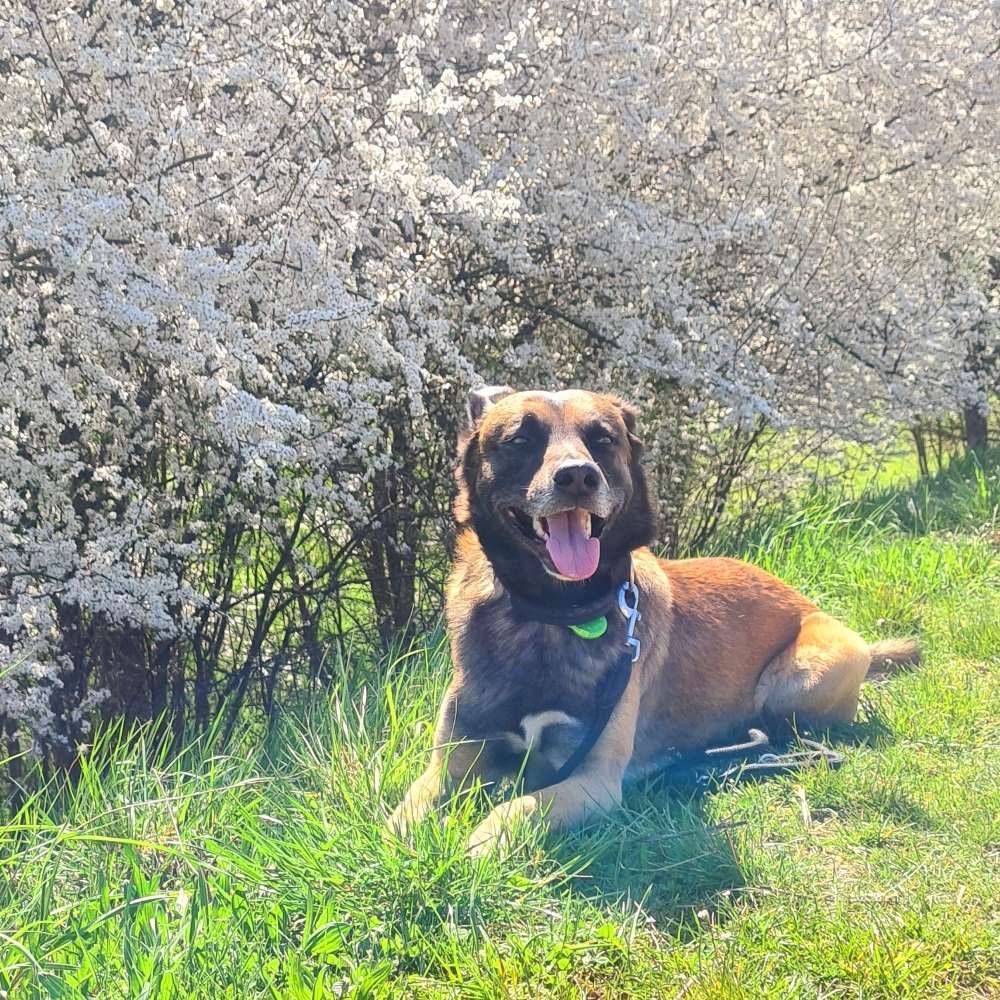 Hundetreffen-Hunde zum trainieren und laufen gesucht-Profilbild