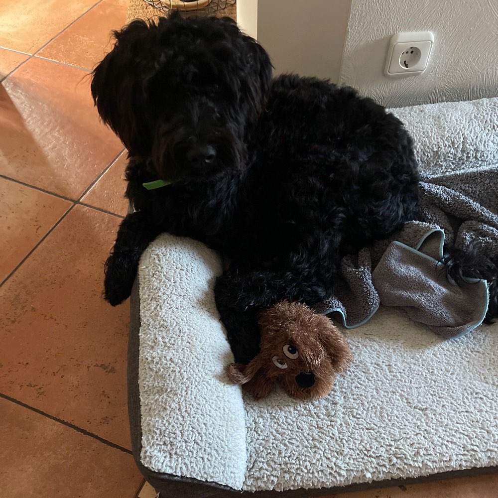 Hundetreffen-Ein Freund zum Spielen und Spazieren gesucht-Profilbild