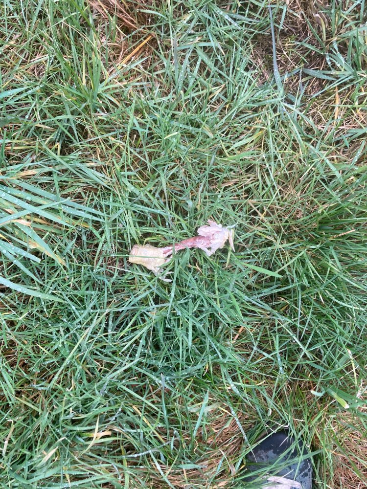 Giftköder-Hähnchenknochen und Salamischeiben-Profilbild