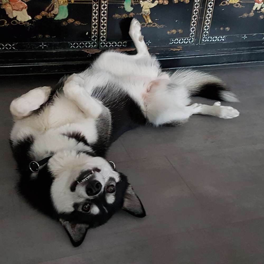 Hundetreffen-Husky sucht Husky (oder andere schnell Hunde)-Profilbild