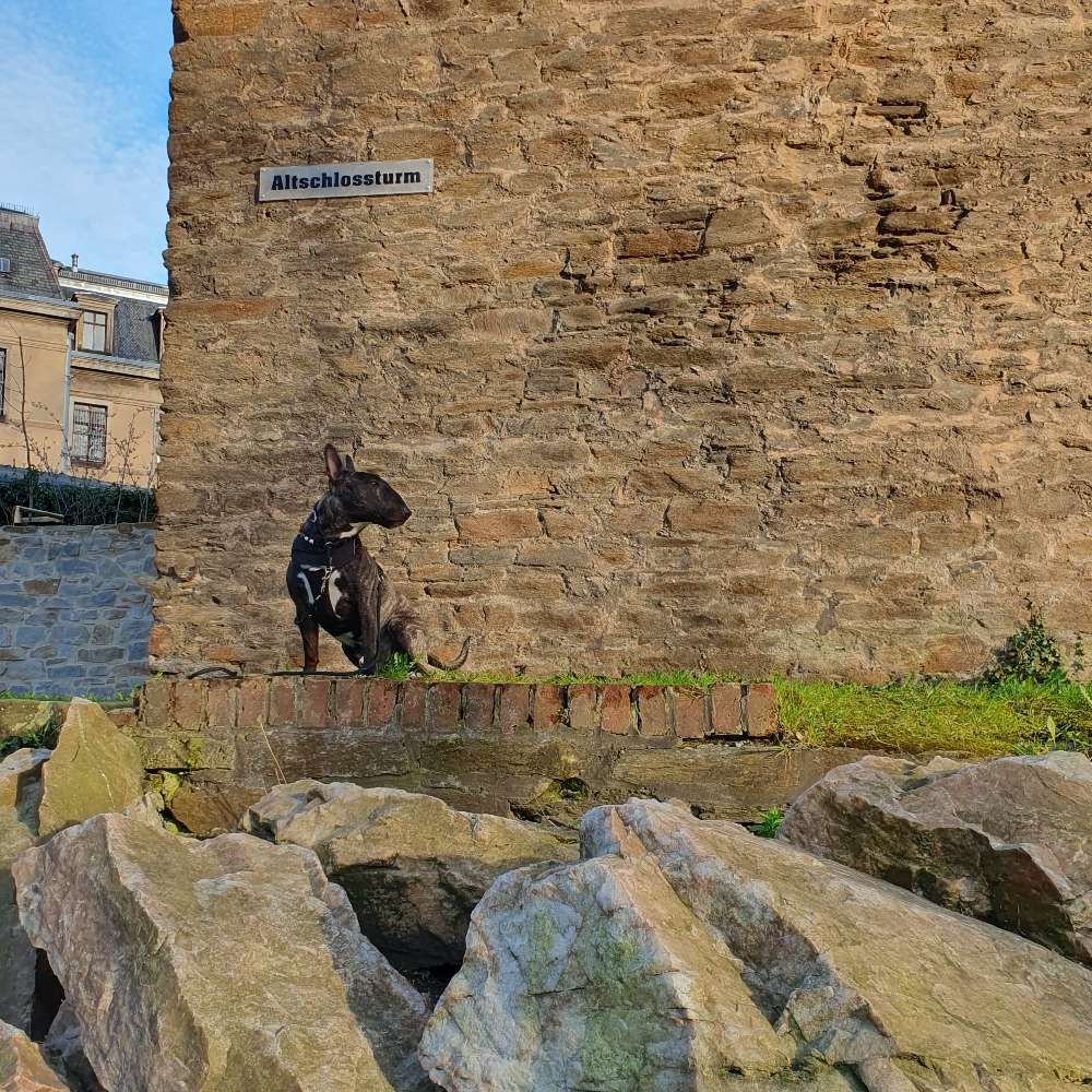 Hundetreffen-Suchen Hundefreunde 🐶-Profilbild