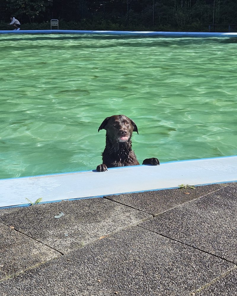 Hundetreffen-Gemeinsamer Spaziergang-Profilbild