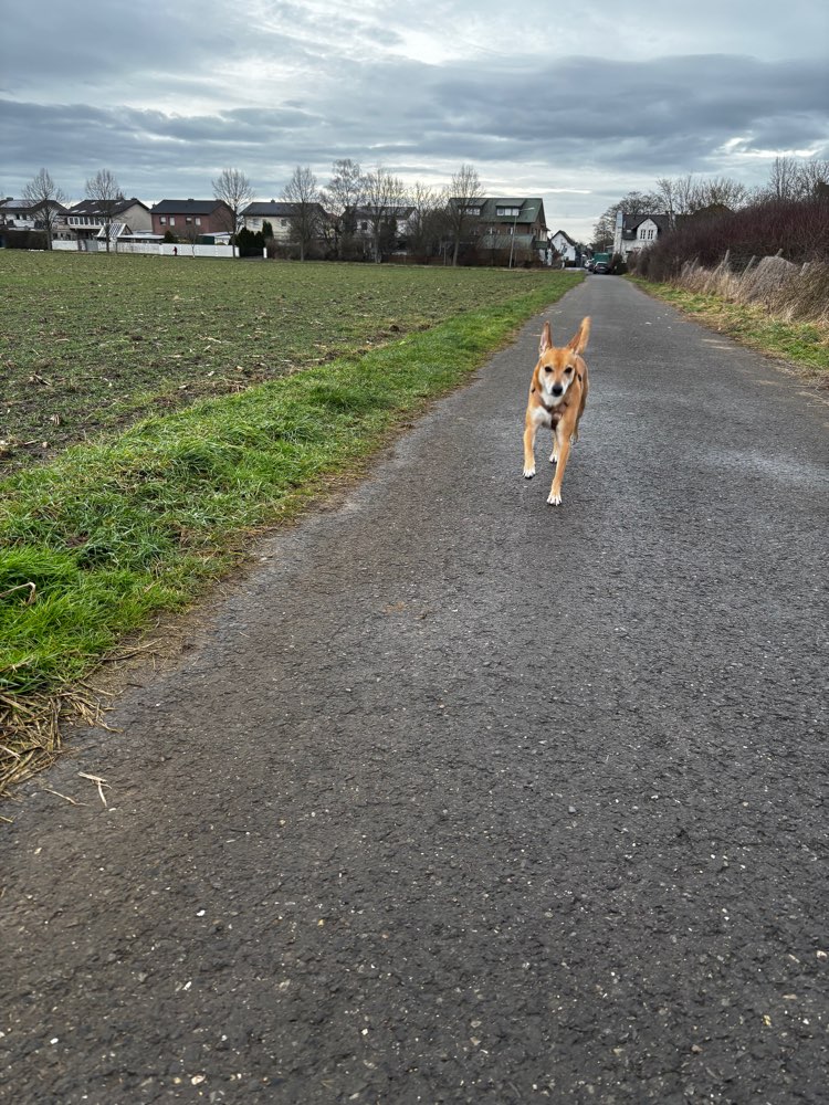 Hundetreffen-Spiele-oder Gassirunde 🐶🤎-Profilbild