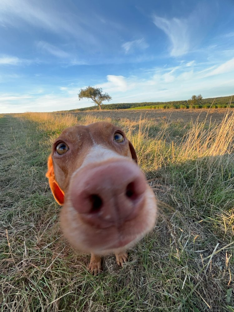 Hundetreffen-Gassi- und Spiel treffen-Profilbild