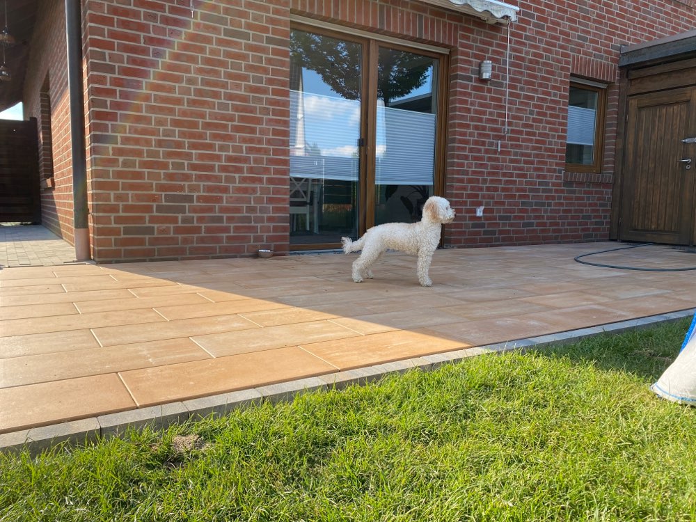 Hundetreffen-Spielrunde am Grünring-Profilbild