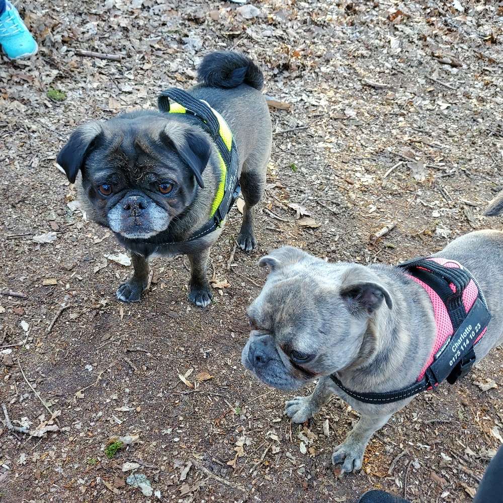 Hundetreffen-Mopstreffen-Profilbild