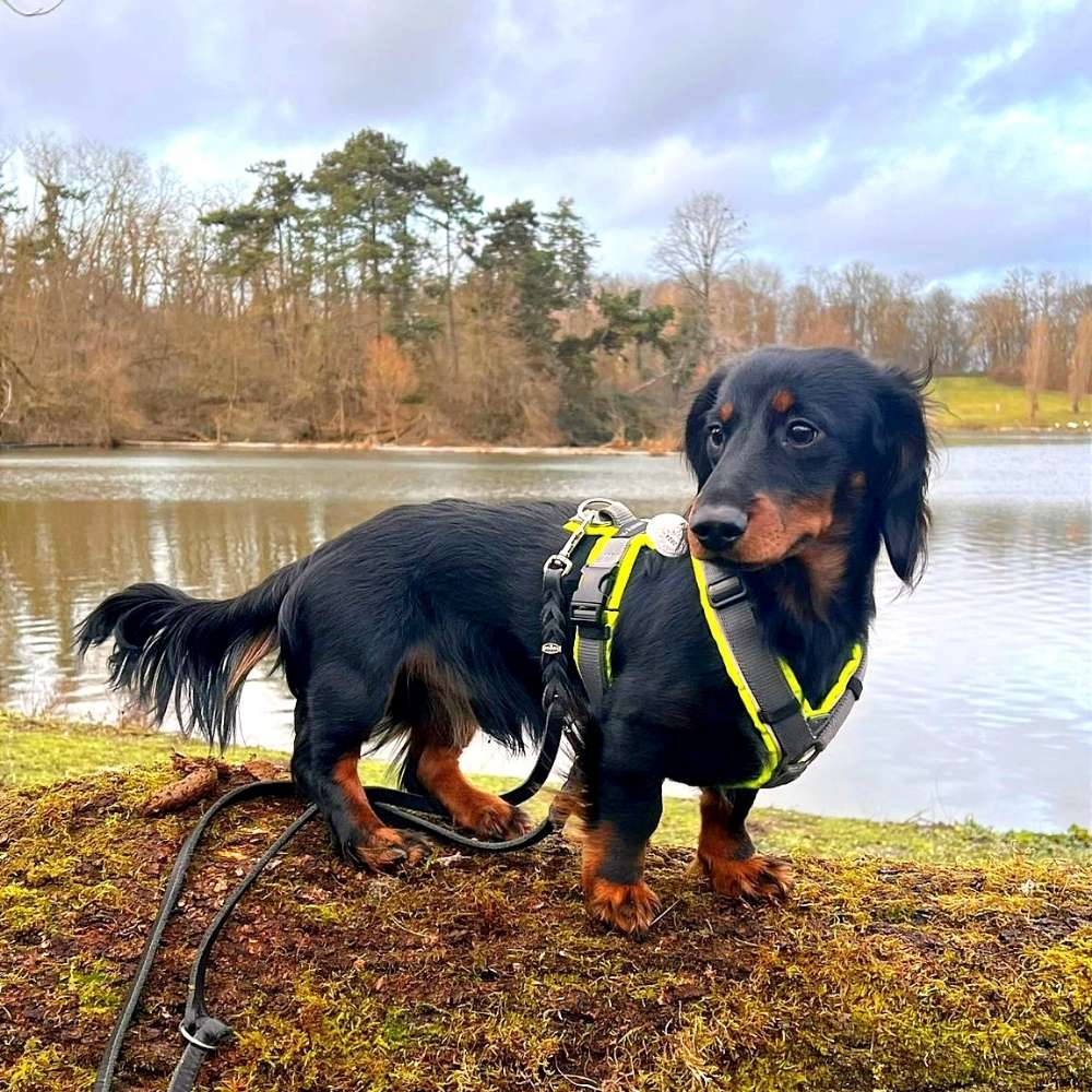 Hundetreffen-Dackel Spielrunde-Profilbild