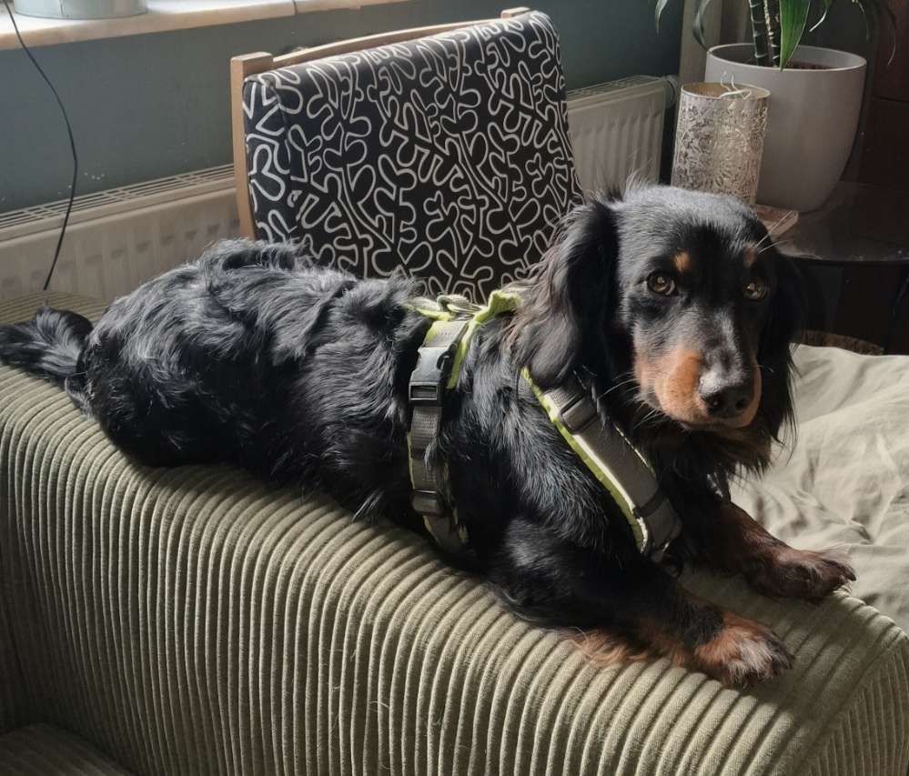 Hundetreffen-Dackeltreffen-Profilbild